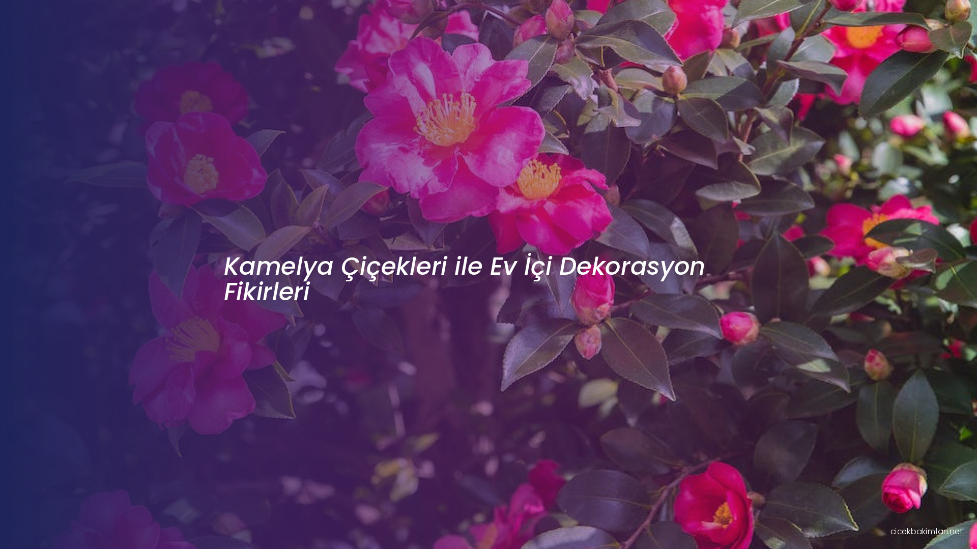 Kamelya Çiçekleri ile Ev İçi Dekorasyon Fikirleri