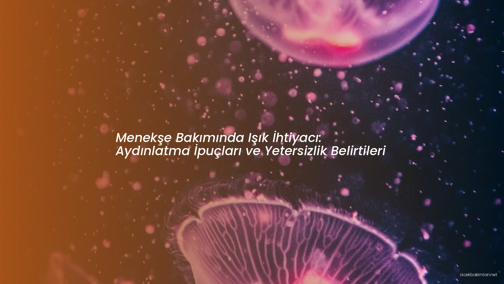 Menekşe Bakımında Işık İhtiyacı: Aydınlatma İpuçları ve Yetersizlik Belirtileri