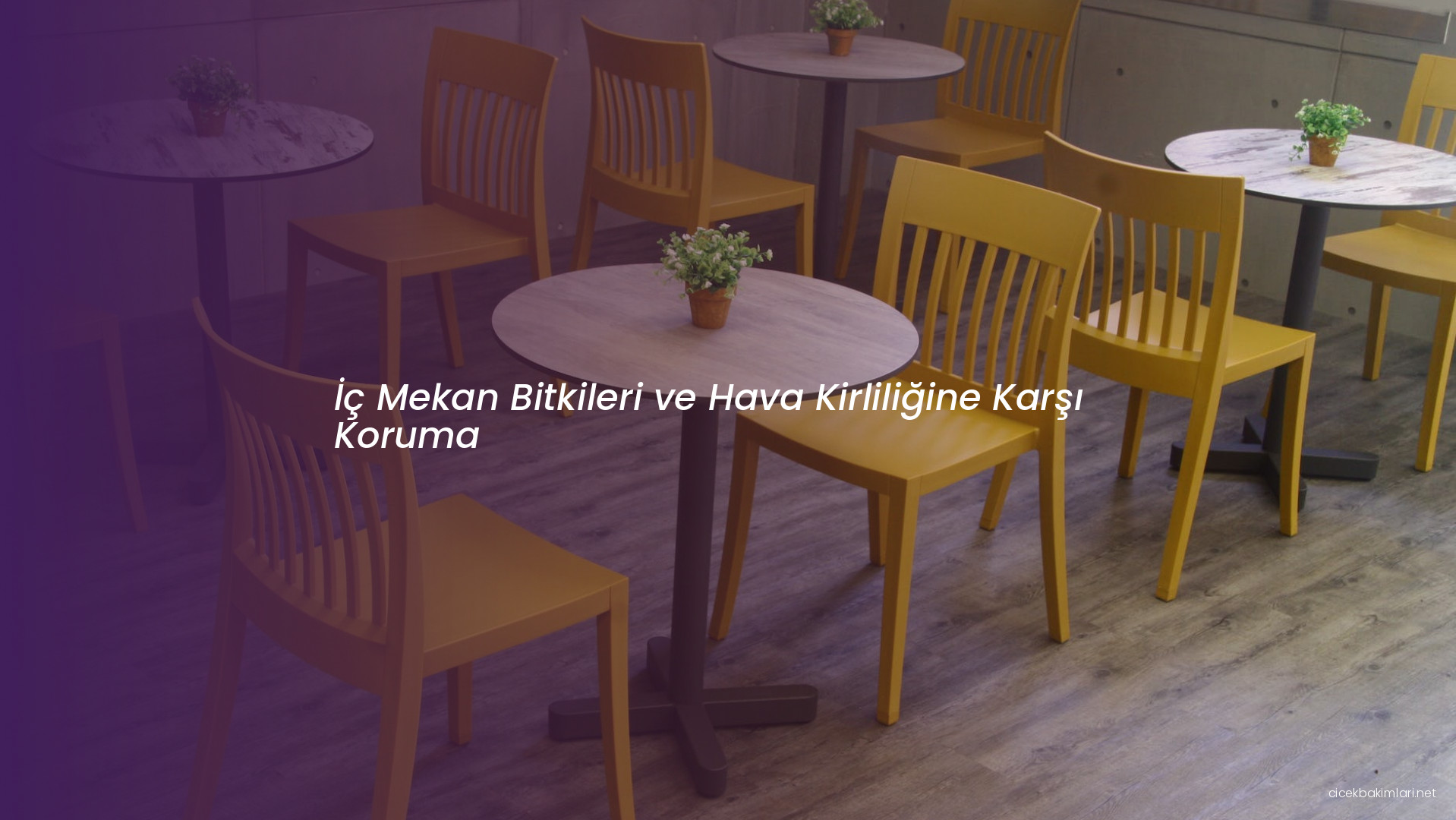 İç Mekan Bitkileri ve Hava Kirliliğine Karşı Koruma