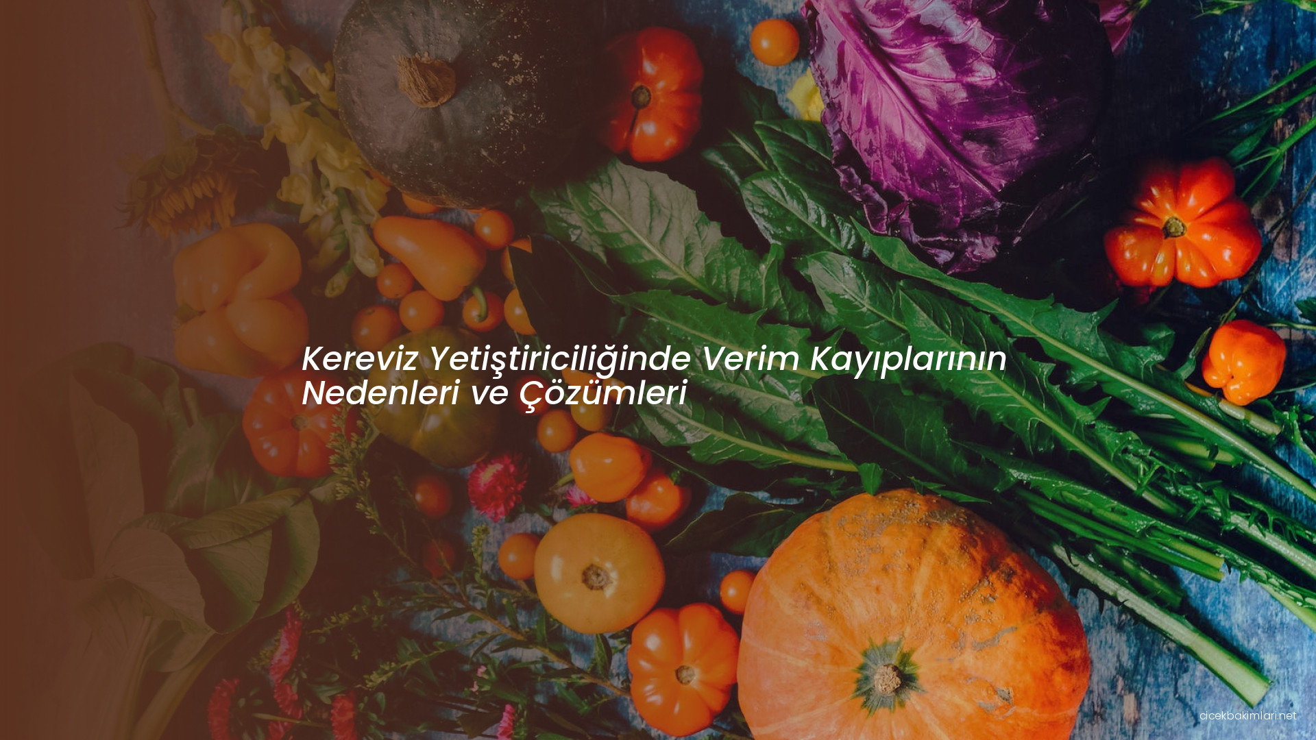 Kereviz Yetiştiriciliğinde Verim Kayıplarının Nedenleri ve Çözümleri
