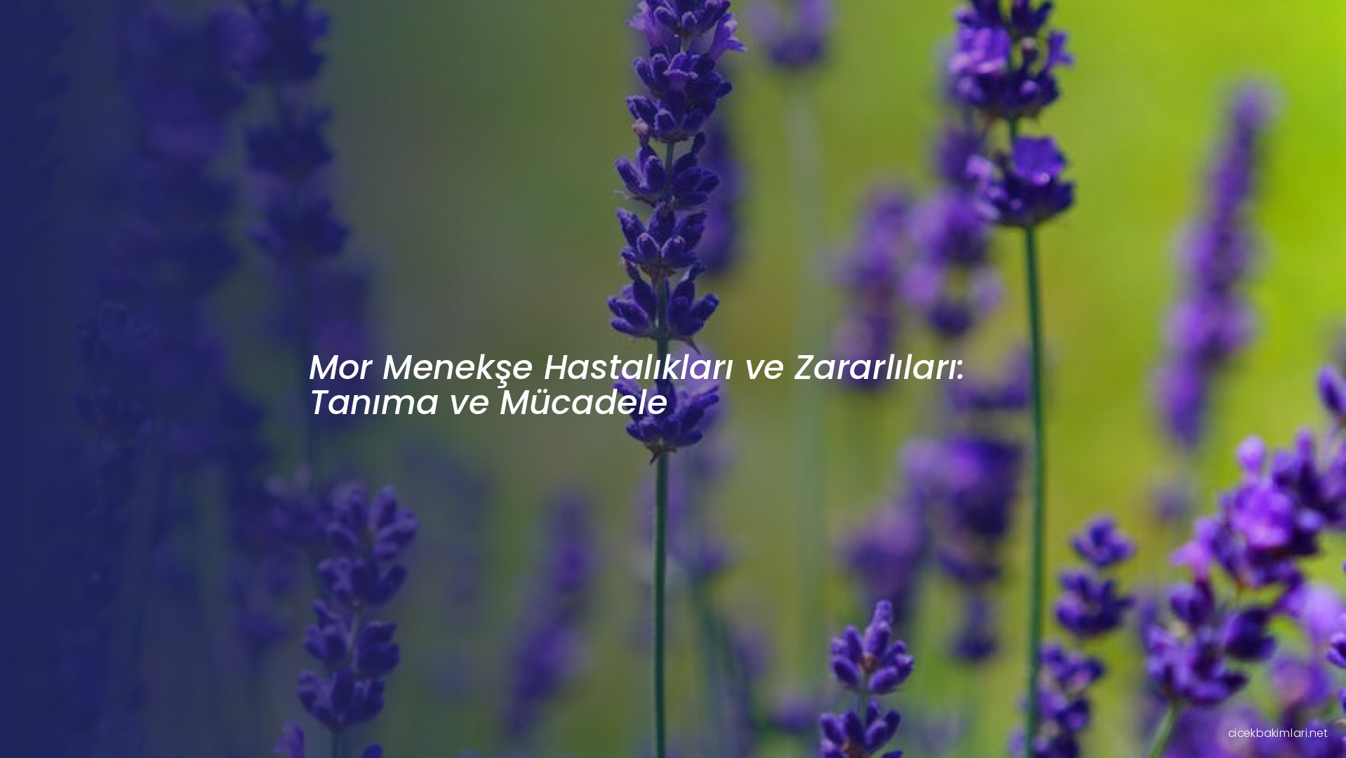 Mor Menekşe Hastalıkları ve Zararlıları: Tanıma ve Mücadele