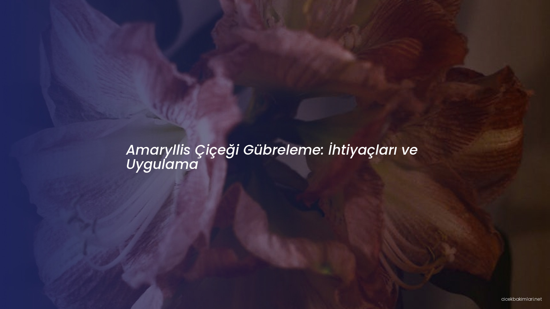 Amaryllis Çiçeği Gübreleme: İhtiyaçları ve Uygulama