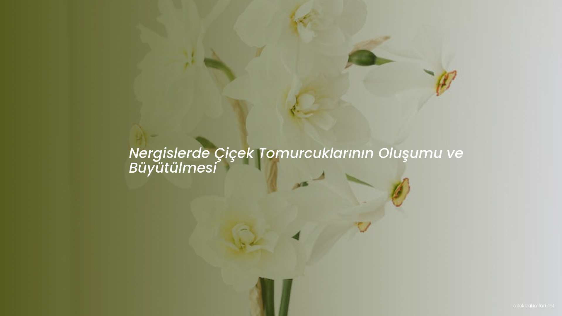 Nergislerde Çiçek Tomurcuklarının Oluşumu ve Büyütülmesi