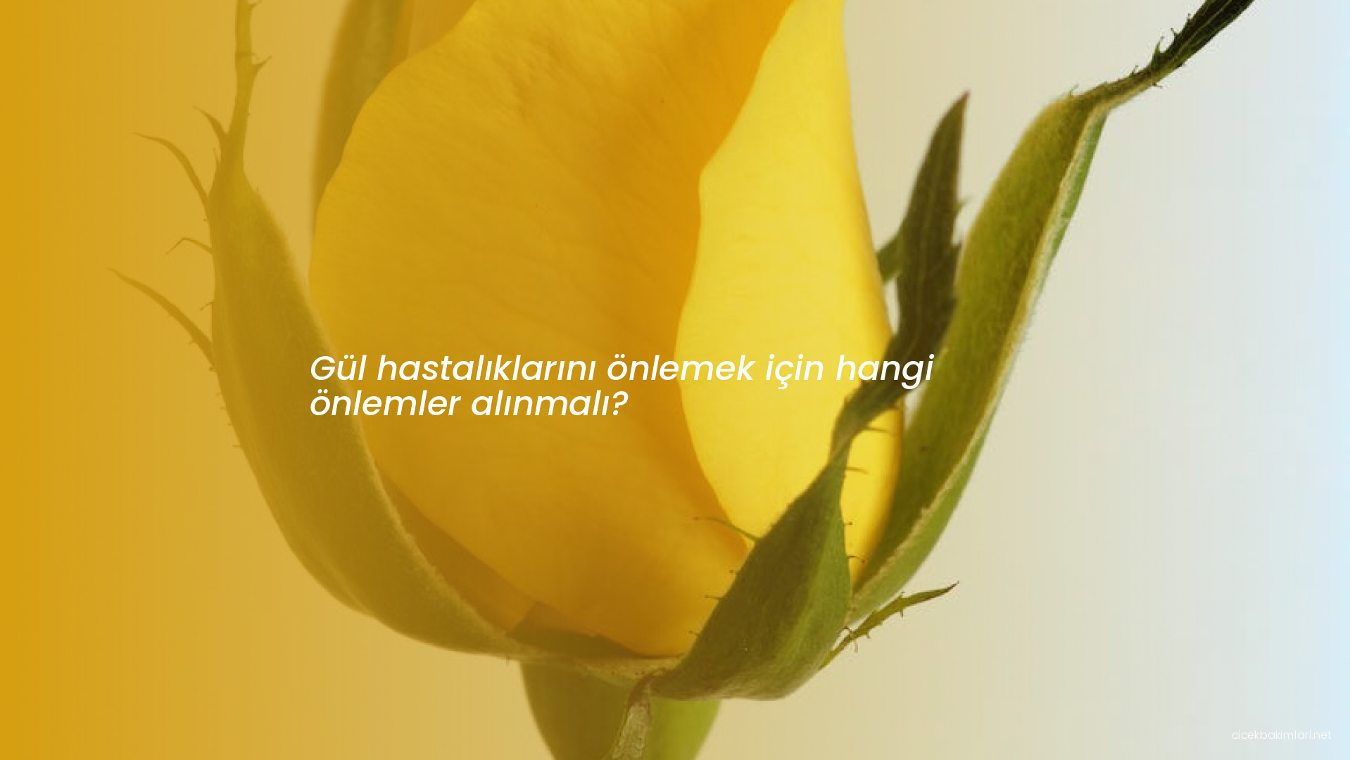 Gül hastalıklarını önlemek için hangi önlemler alınmalı?