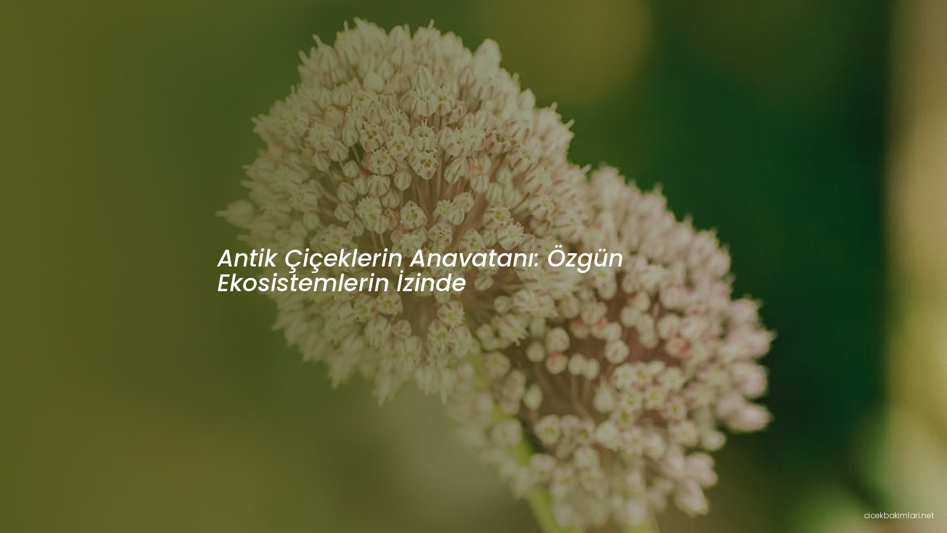 Antik Çiçeklerin Anavatanı: Özgün Ekosistemlerin İzinde