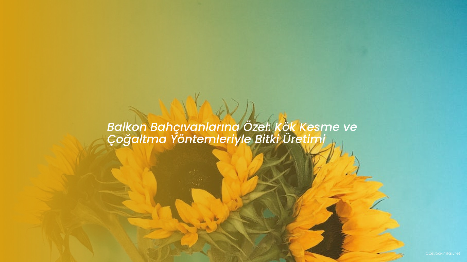 Balkon Bahçıvanlarına Özel: Kök Kesme ve Çoğaltma Yöntemleriyle Bitki Üretimi