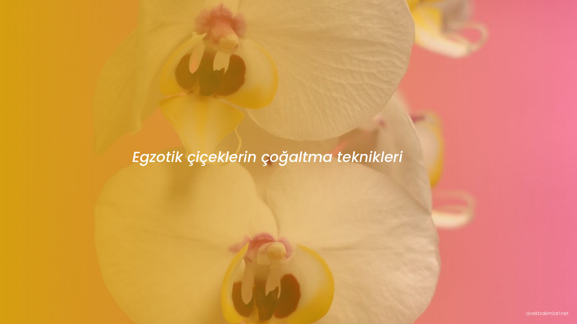 Egzotik çiçeklerin çoğaltma teknikleri