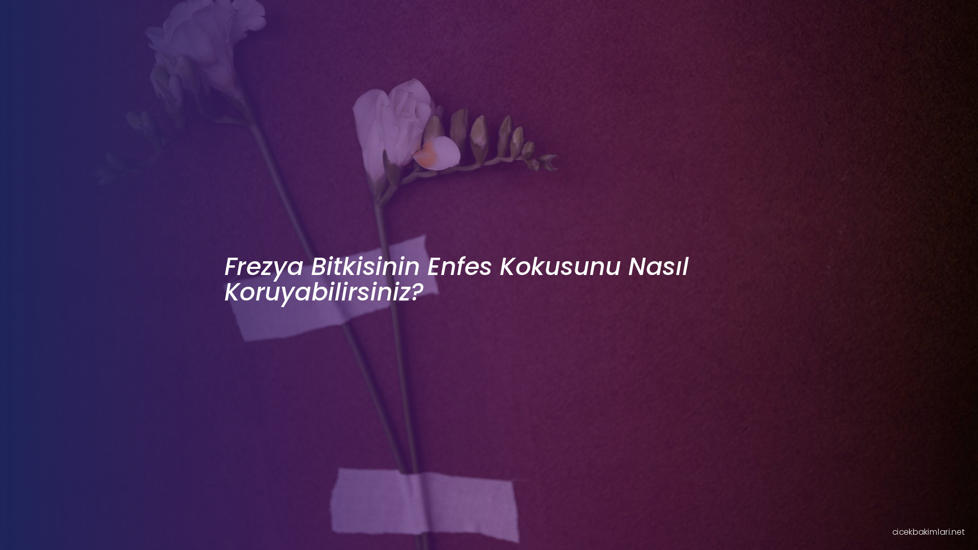 Frezya Bitkisinin Enfes Kokusunu Nasıl Koruyabilirsiniz?