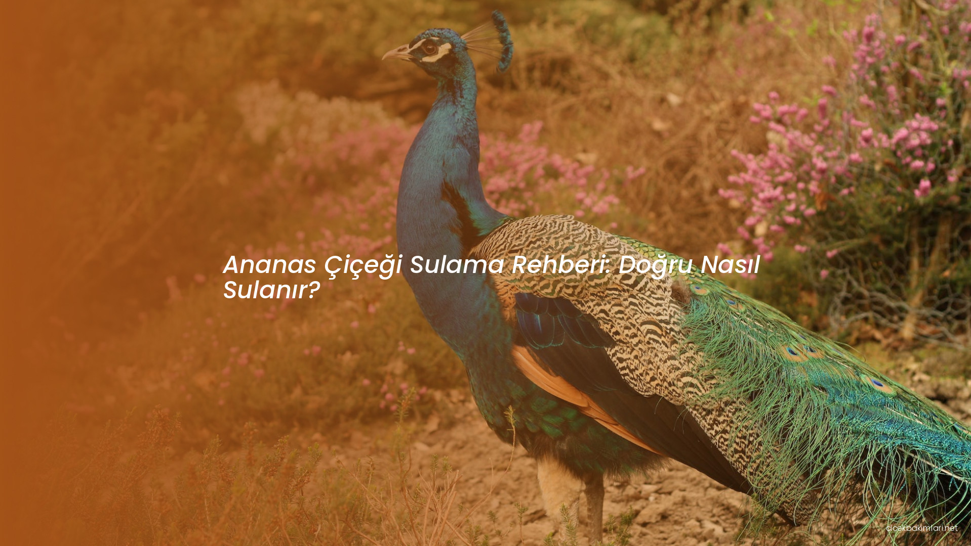 Ananas Çiçeği Sulama Rehberi: Doğru Nasıl Sulanır?