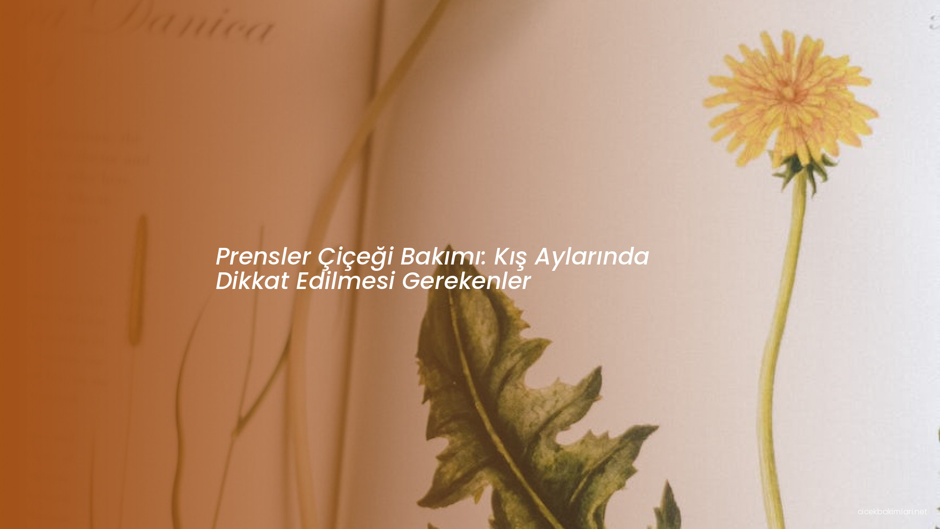 Prensler Çiçeği Bakımı: Kış Aylarında Dikkat Edilmesi Gerekenler