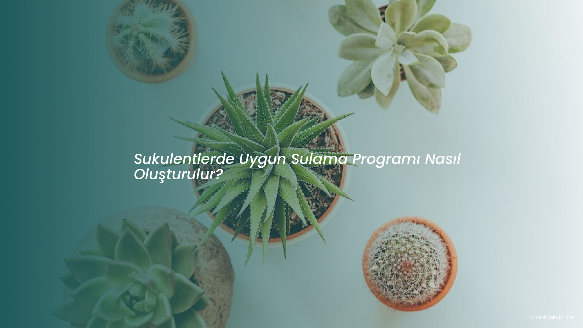 Sukulentlerde Uygun Sulama Programı Nasıl Oluşturulur?