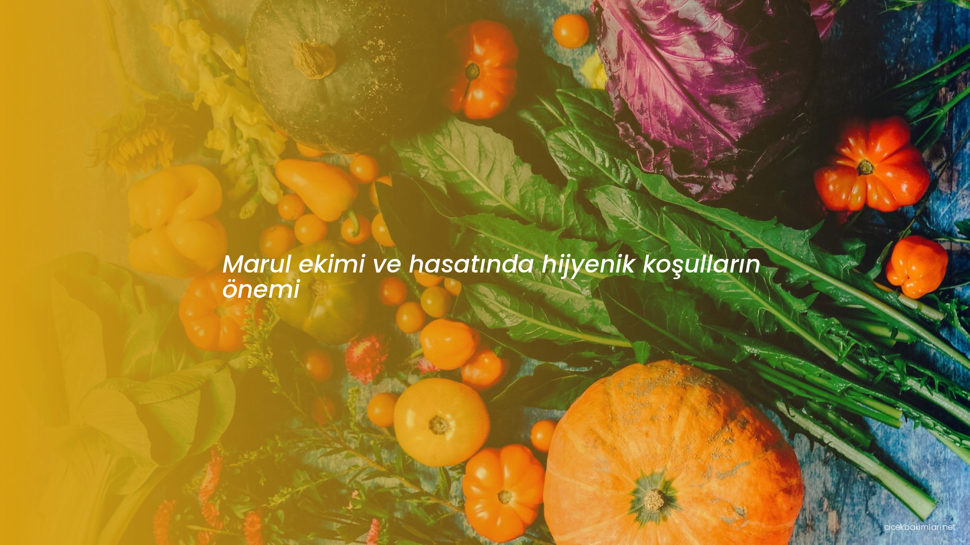 Marul ekimi ve hasatında hijyenik koşulların önemi