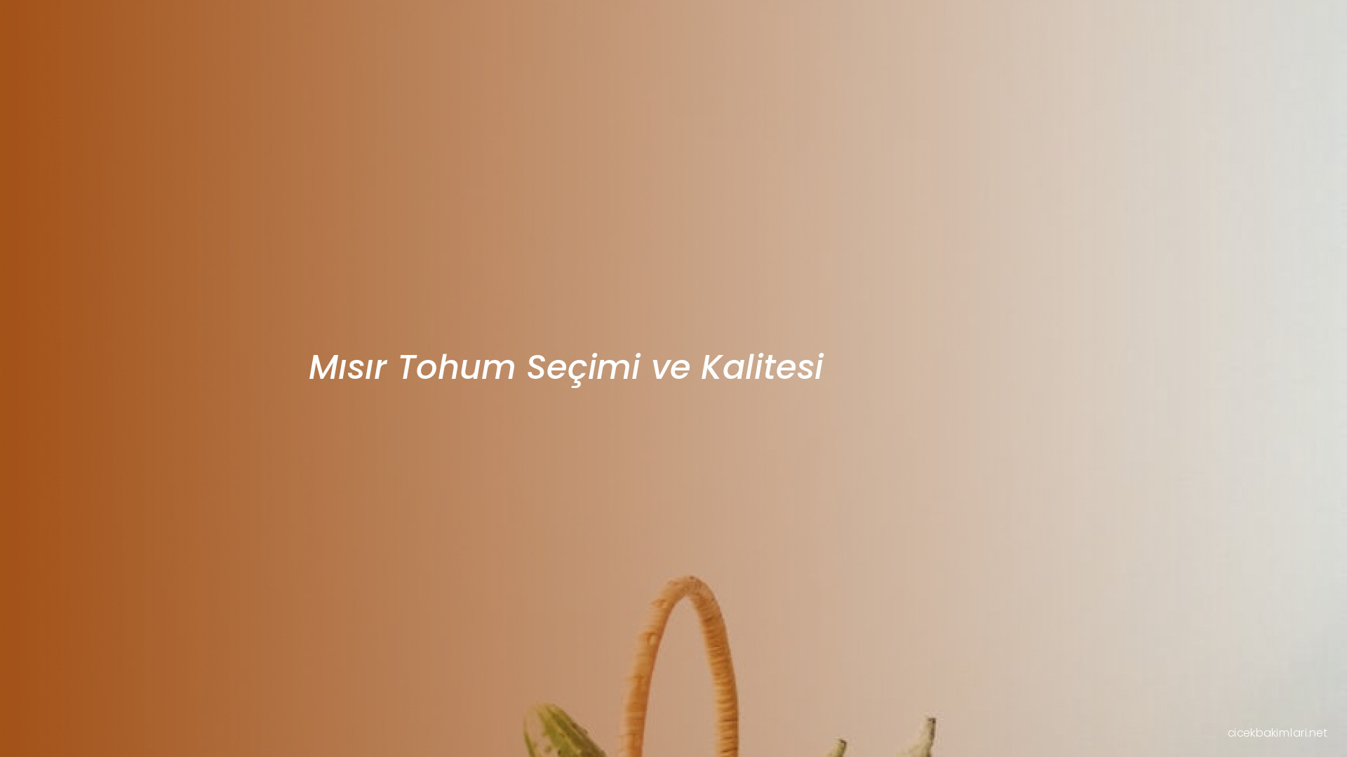 Mısır Tohum Seçimi ve Kalitesi