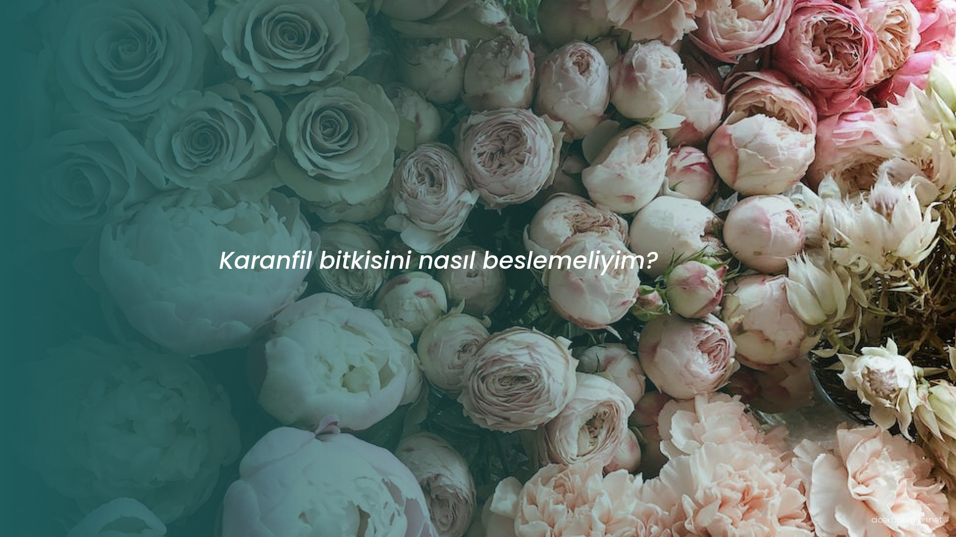 Karanfil bitkisini nasıl beslemeliyim?