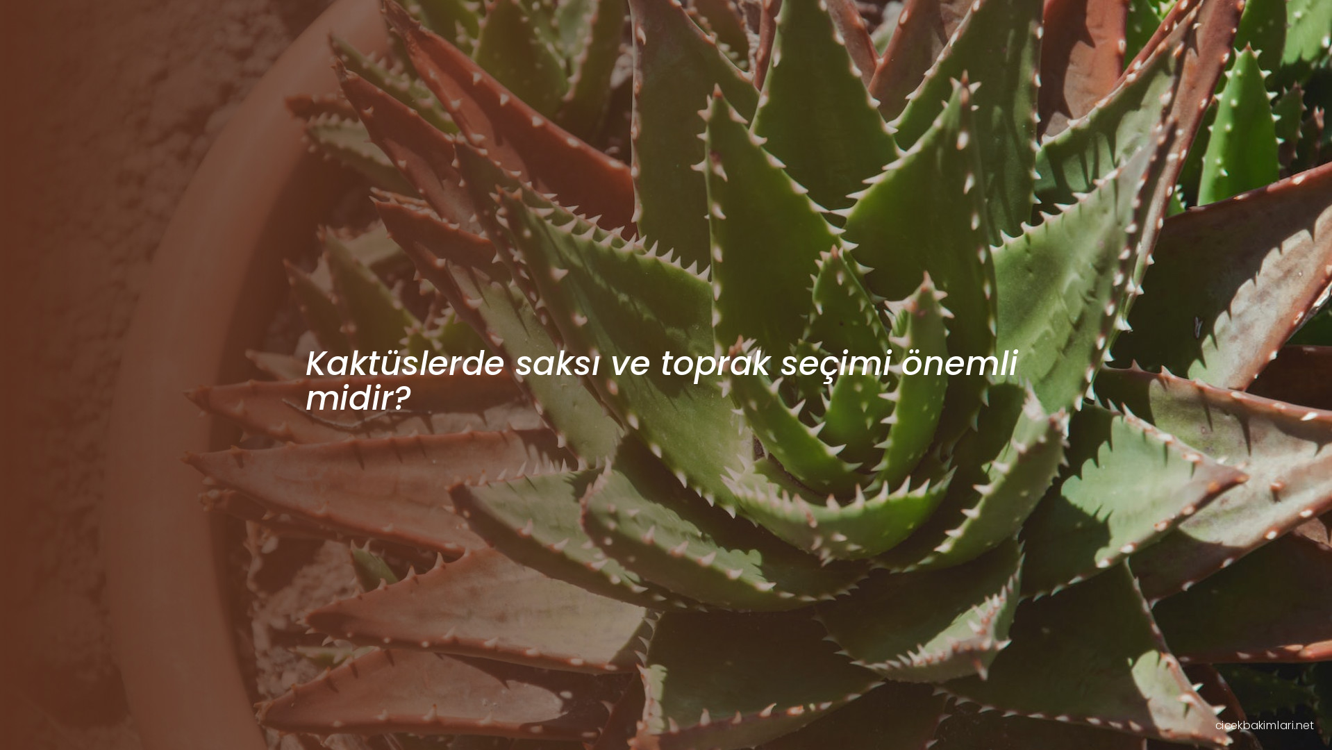 Kaktüslerde saksı ve toprak seçimi önemli midir?