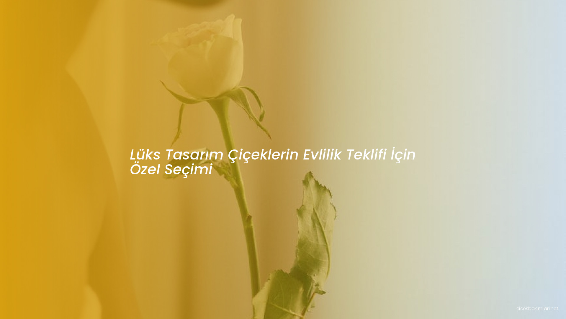 Lüks Tasarım Çiçeklerin Evlilik Teklifi İçin Özel Seçimi