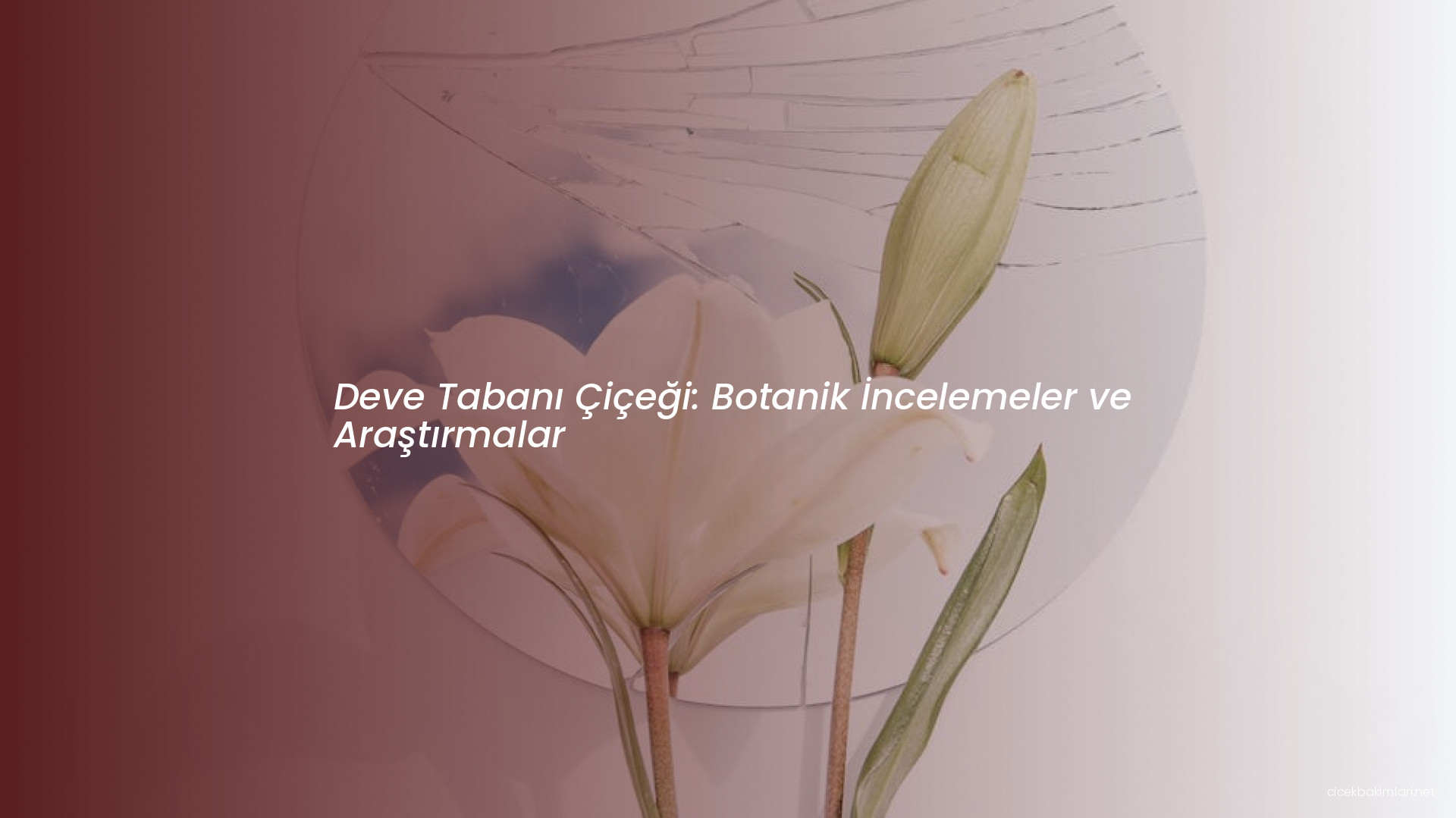 Deve Tabanı Çiçeği: Botanik İncelemeler ve Araştırmalar