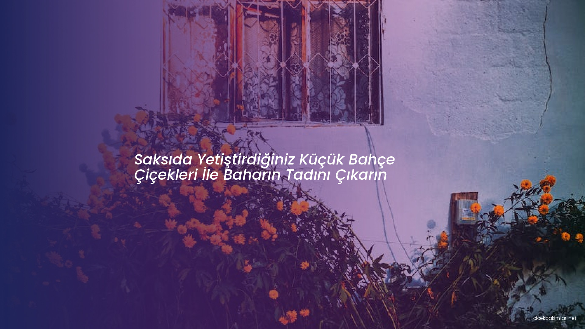 Saksıda Yetiştirdiğiniz Küçük Bahçe Çiçekleri İle Baharın Tadını Çıkarın