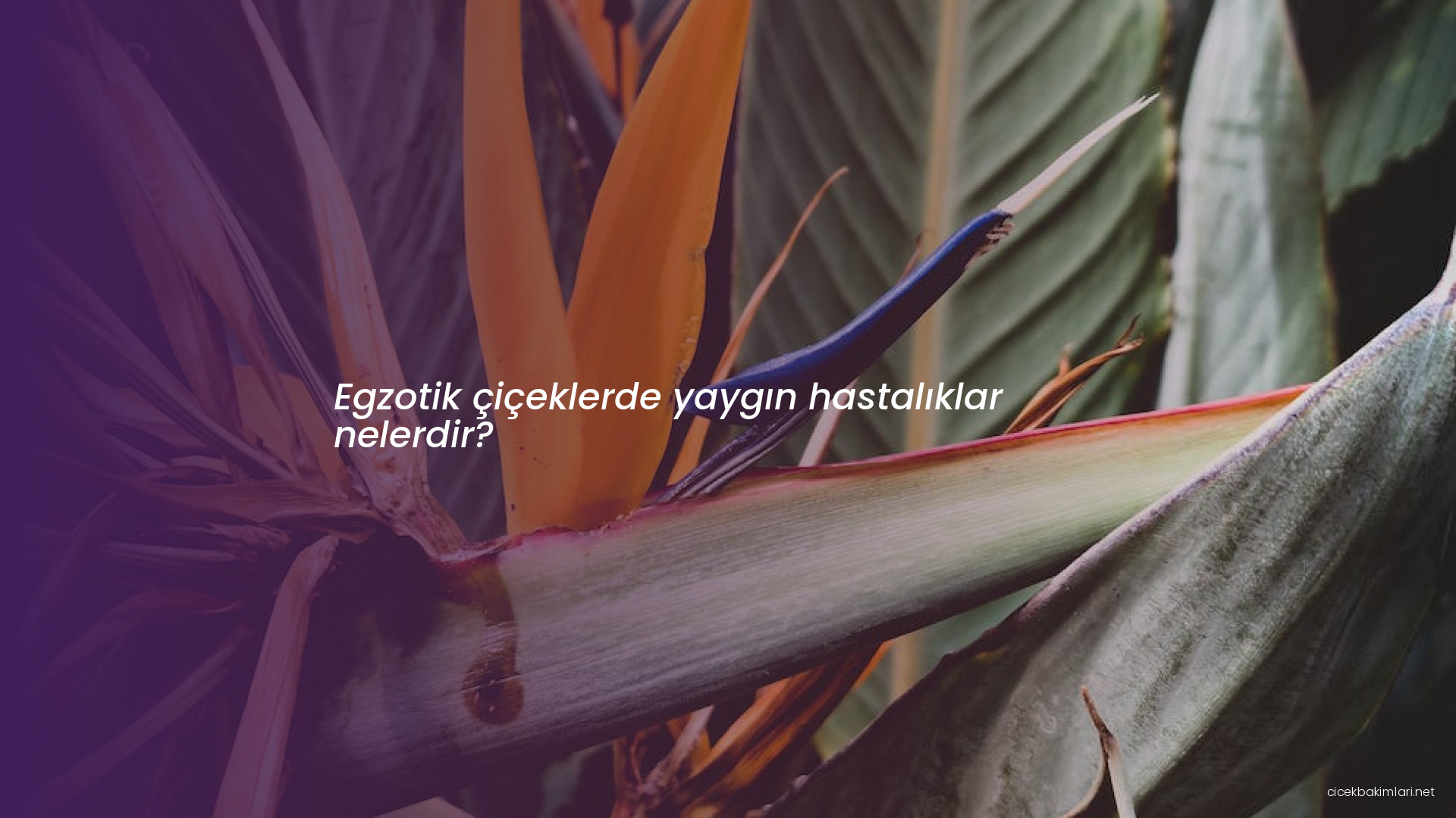 Egzotik çiçeklerde yaygın hastalıklar nelerdir?