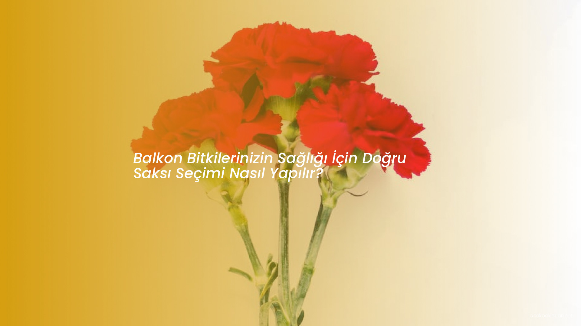 Balkon Bitkilerinizin Sağlığı İçin Doğru Saksı Seçimi Nasıl Yapılır?