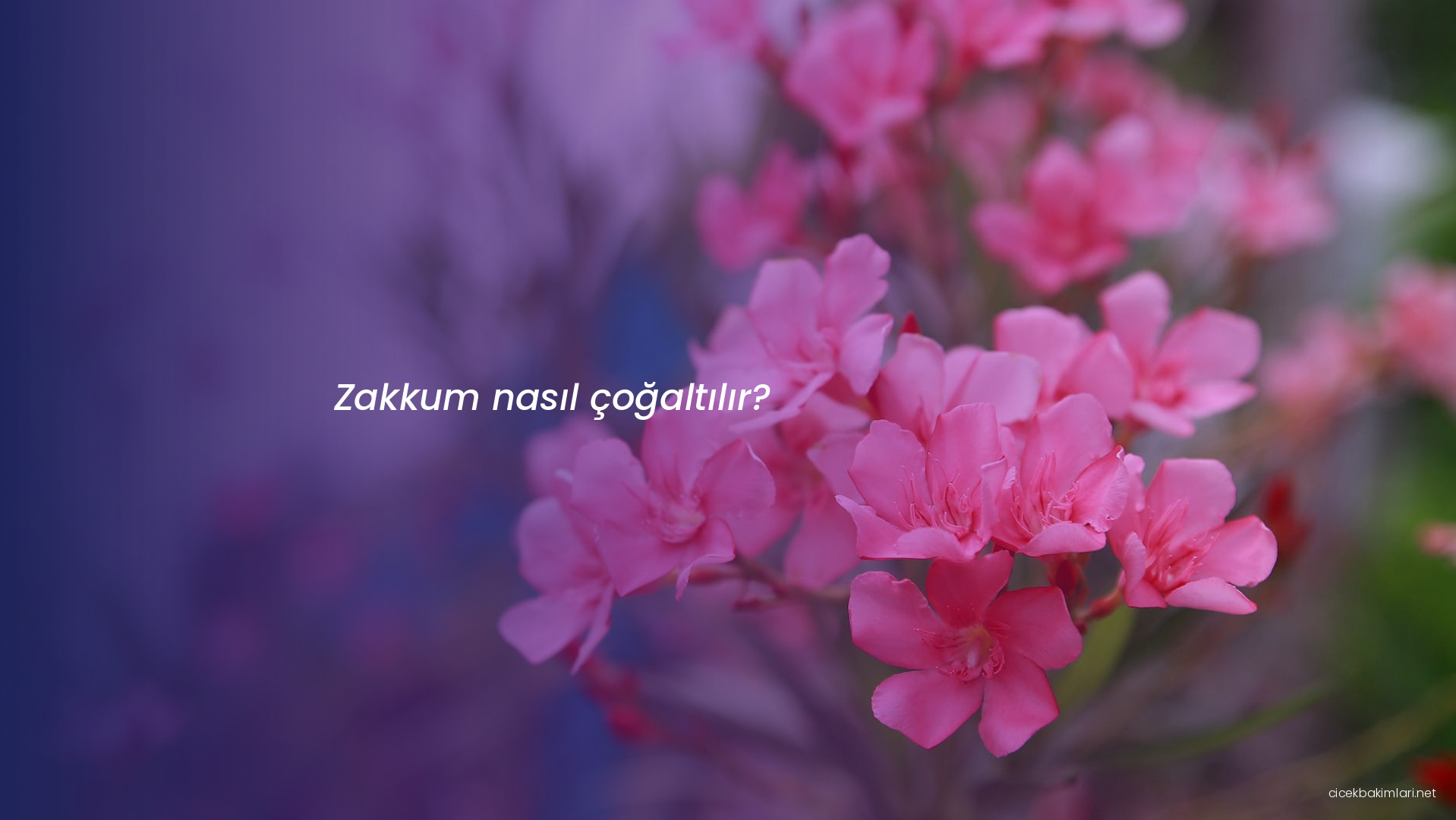 Zakkum nasıl çoğaltılır?