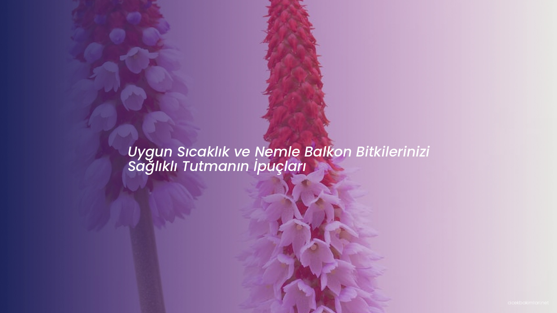 Uygun Sıcaklık ve Nemle Balkon Bitkilerinizi Sağlıklı Tutmanın İpuçları