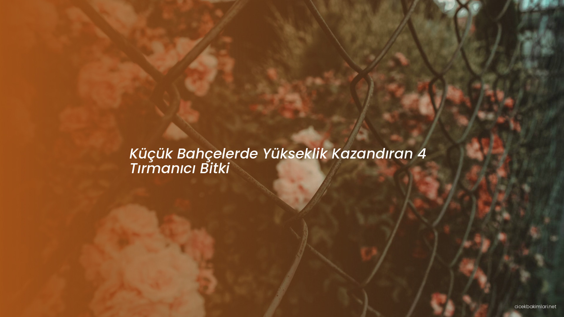 Küçük Bahçelerde Yükseklik Kazandıran 4 Tırmanıcı Bitki