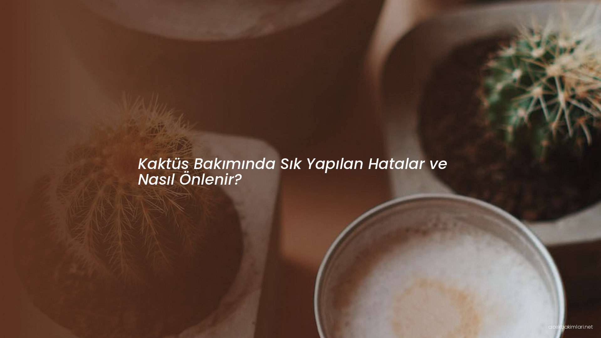 Kaktüs Bakımında Sık Yapılan Hatalar ve Nasıl Önlenir?