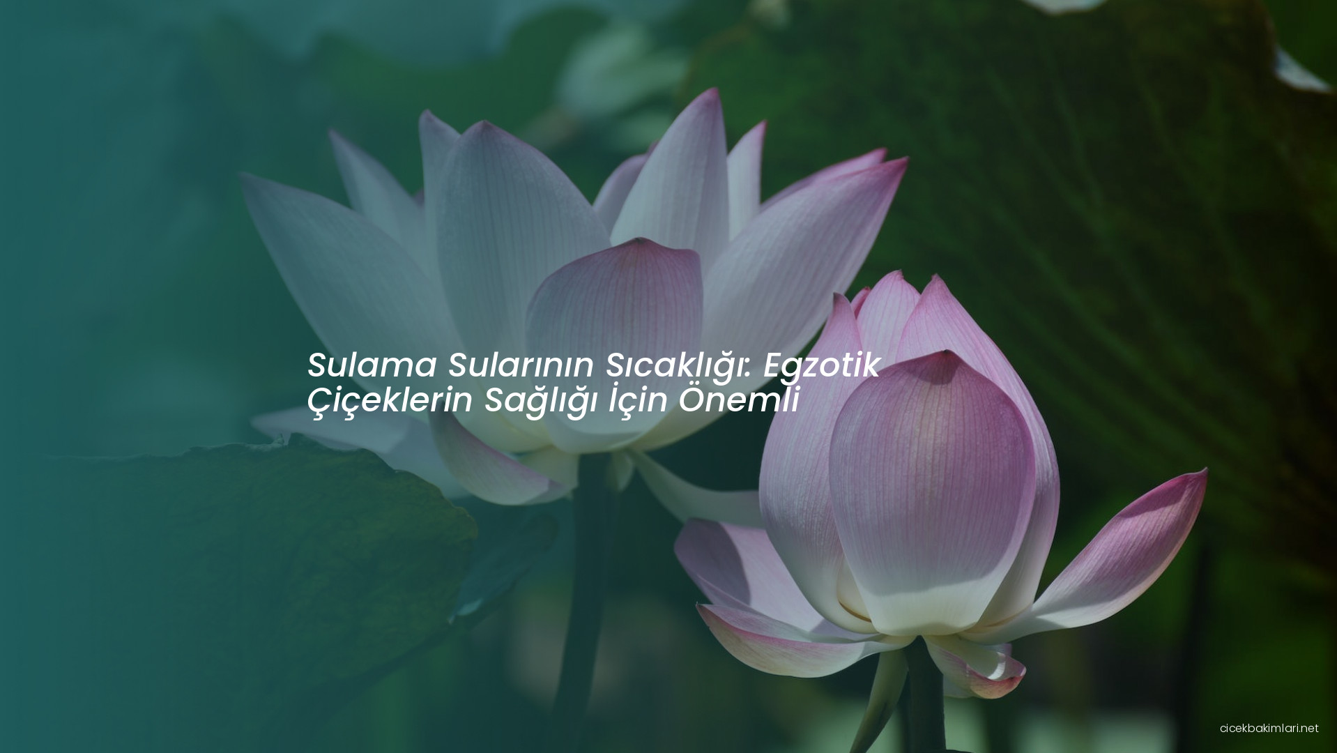 Sulama Sularının Sıcaklığı: Egzotik Çiçeklerin Sağlığı İçin Önemli