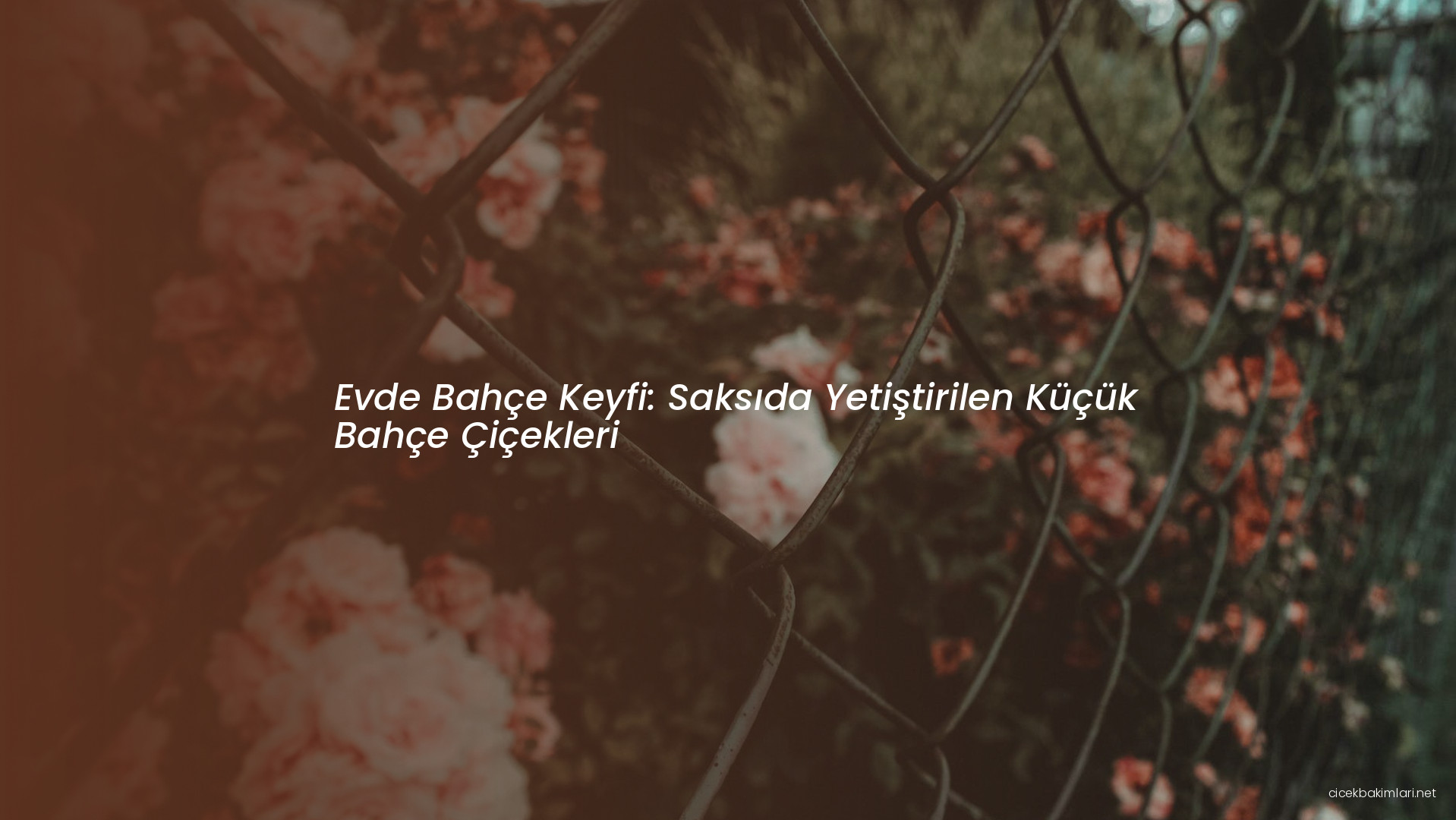 Evde Bahçe Keyfi: Saksıda Yetiştirilen Küçük Bahçe Çiçekleri