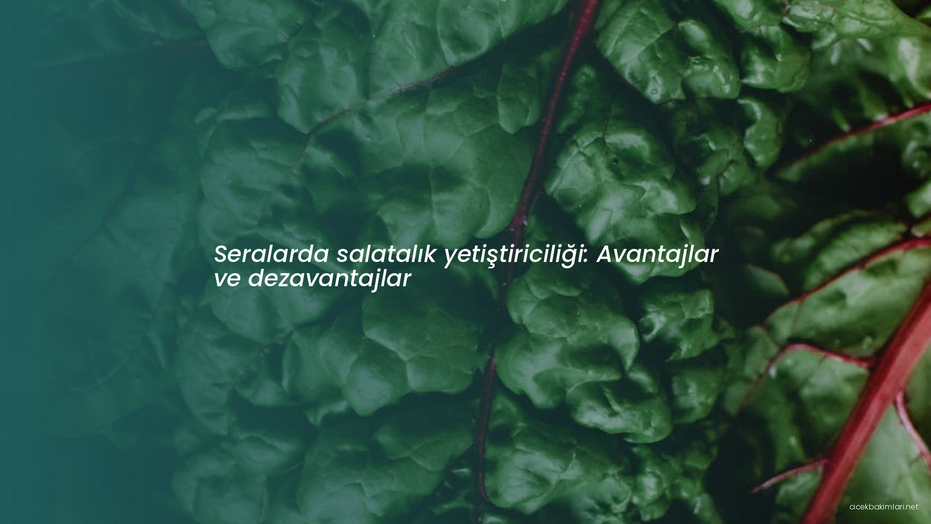 Seralarda salatalık yetiştiriciliği: Avantajlar ve dezavantajlar
