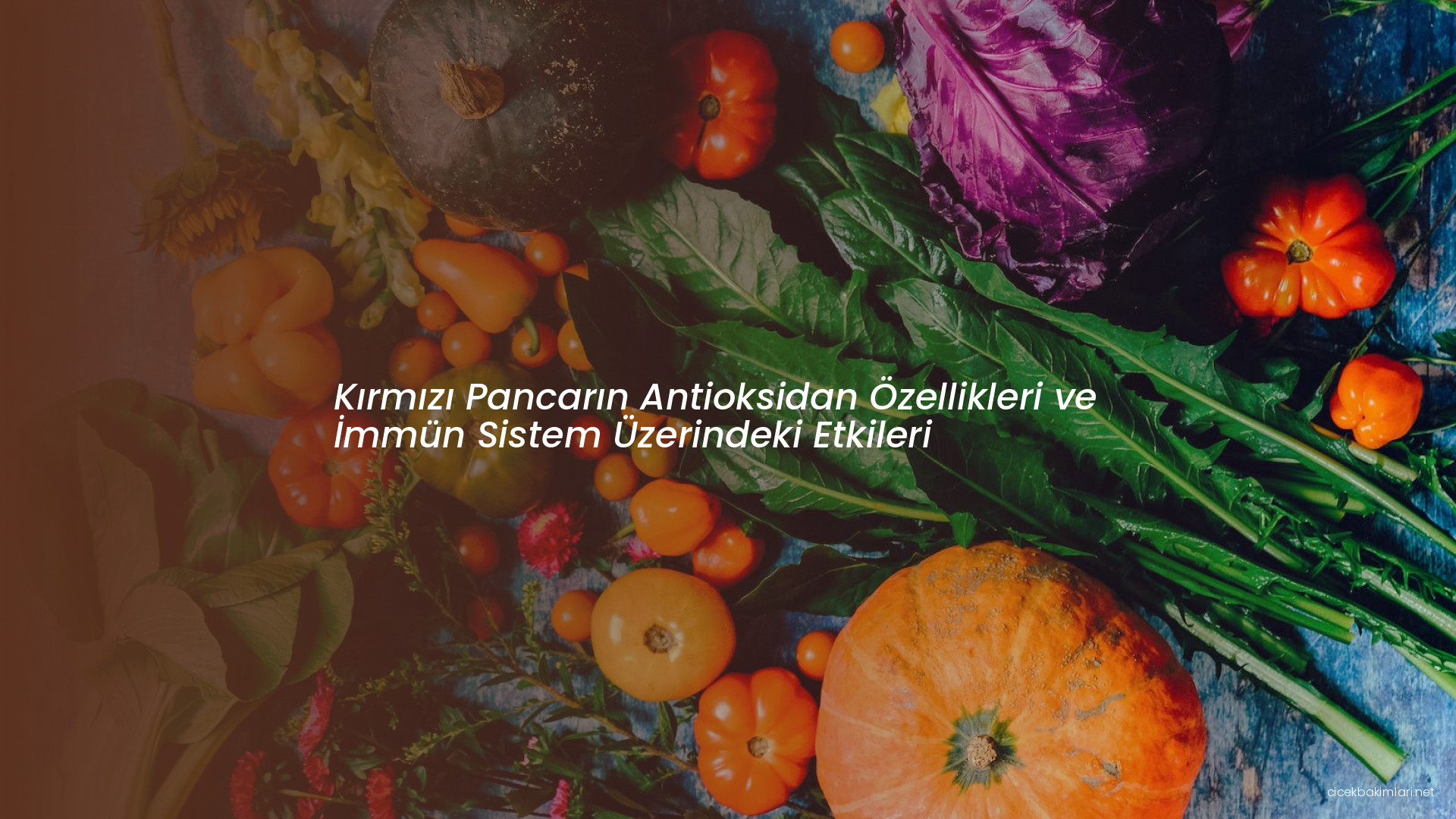 Kırmızı Pancarın Antioksidan Özellikleri ve İmmün Sistem Üzerindeki Etkileri