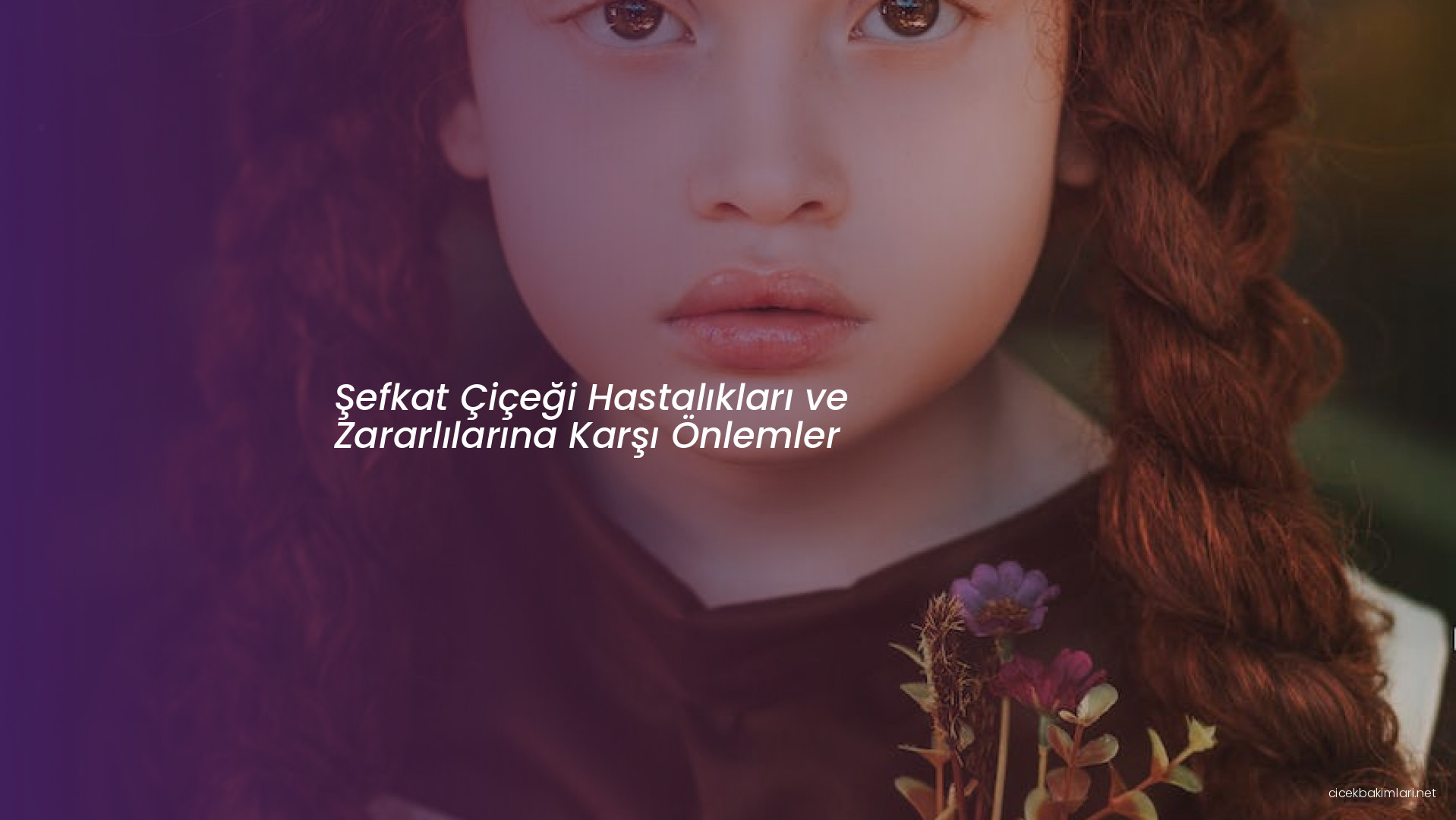 Şefkat Çiçeği Hastalıkları ve Zararlılarına Karşı Önlemler