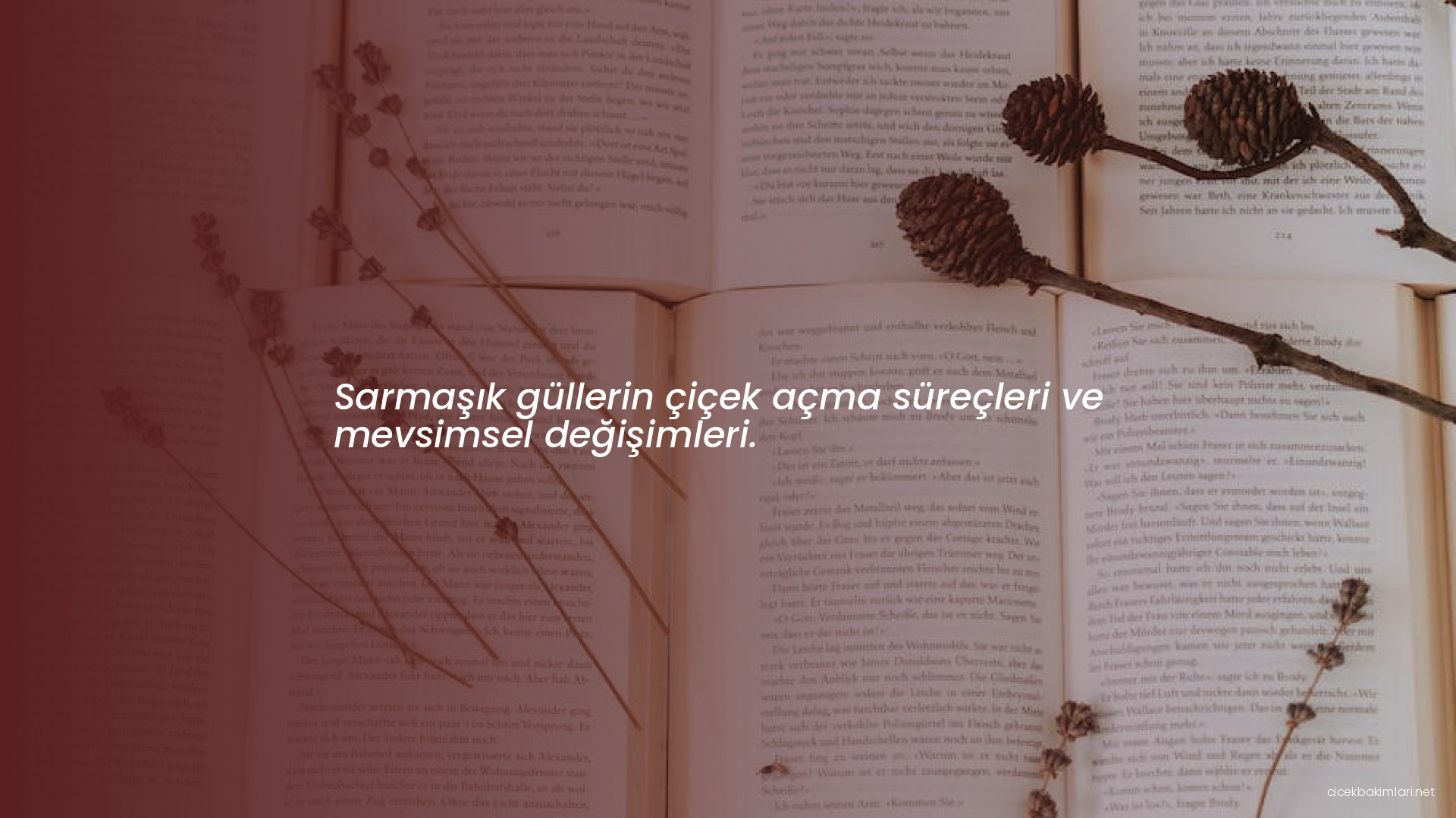 Sarmaşık güllerin çiçek açma süreçleri ve mevsimsel değişimleri.