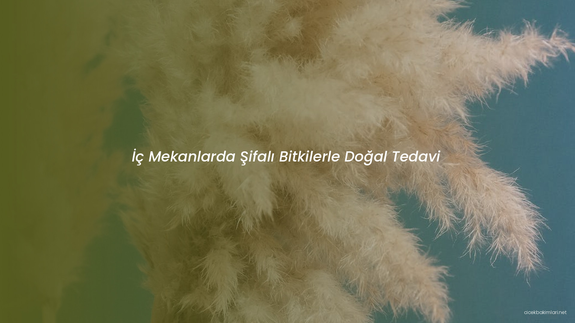 İç Mekanlarda Şifalı Bitkilerle Doğal Tedavi