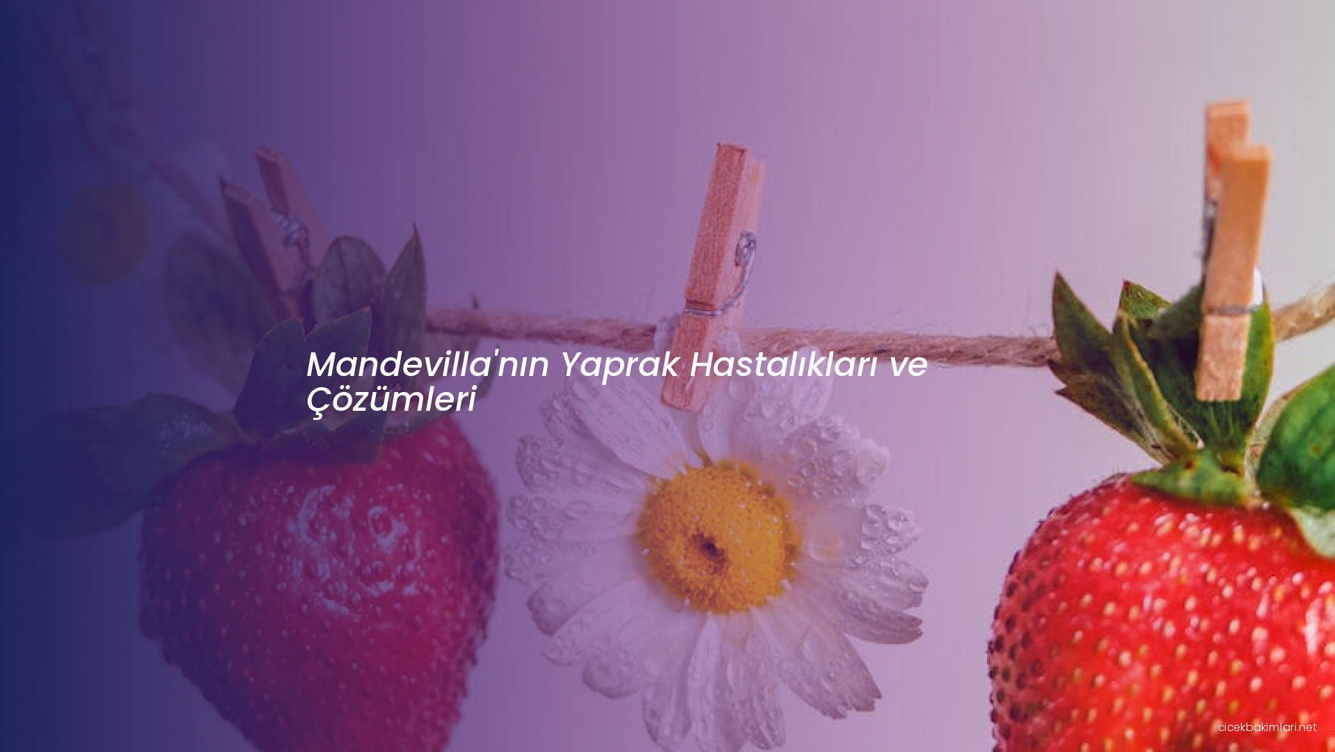 Mandevilla'nın Yaprak Hastalıkları ve Çözümleri