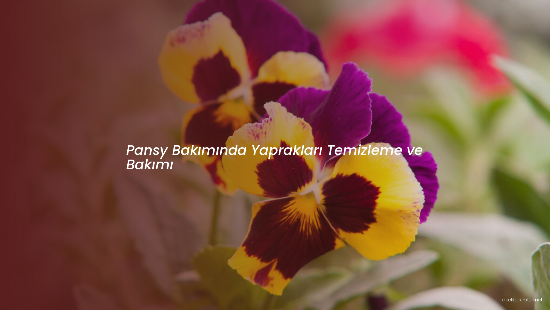 Pansy Bakımında Yaprakları Temizleme ve Bakımı
