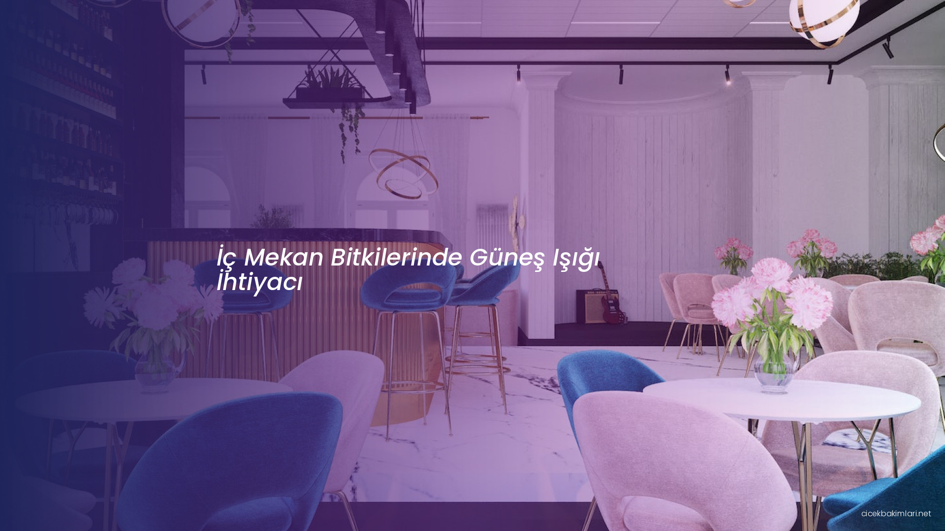 İç Mekan Bitkilerinde Güneş Işığı İhtiyacı