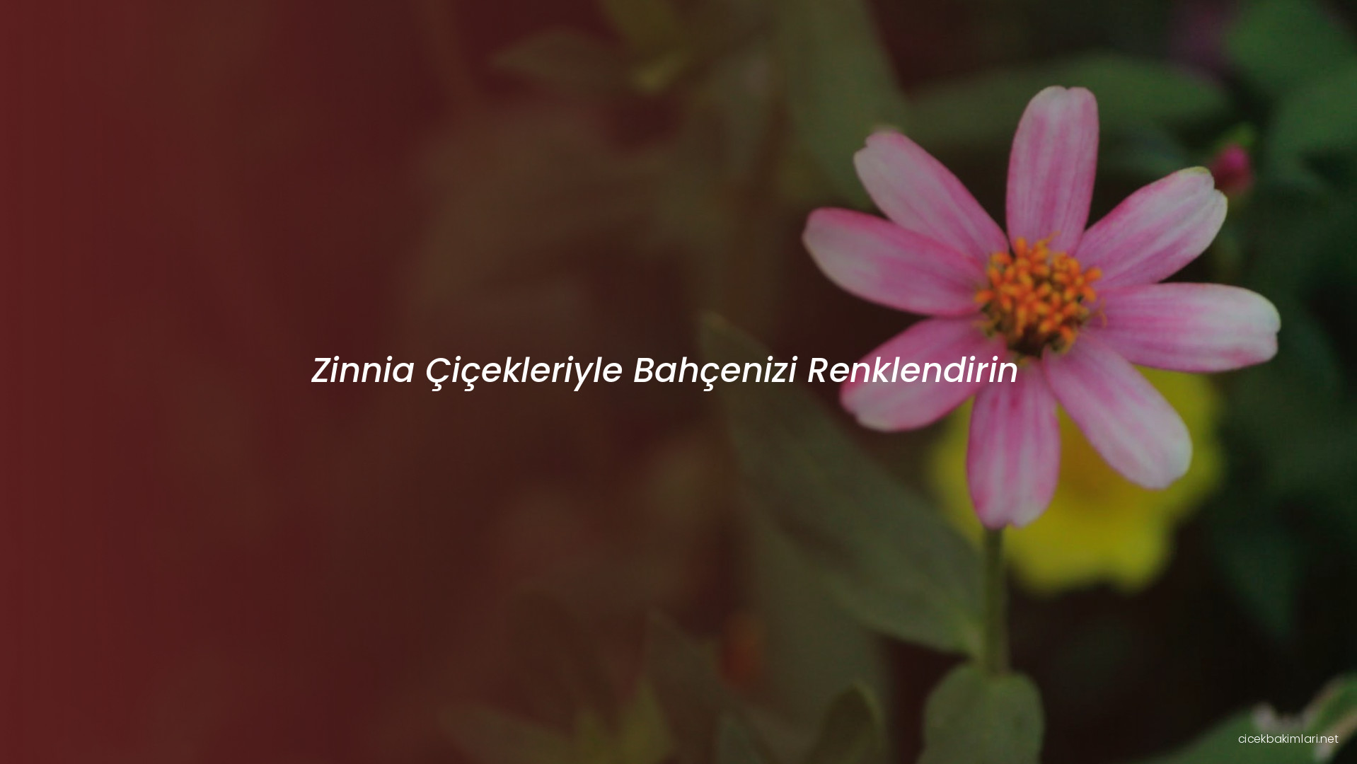 Zinnia Çiçekleriyle Bahçenizi Renklendirin