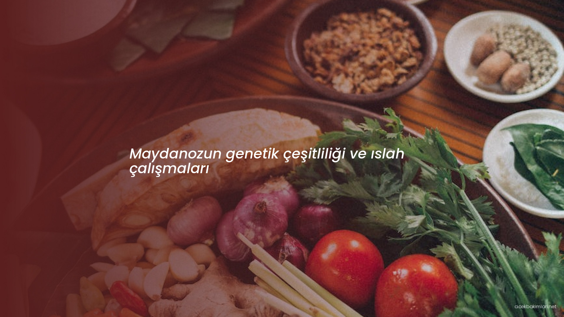 Maydanozun genetik çeşitliliği ve ıslah çalışmaları