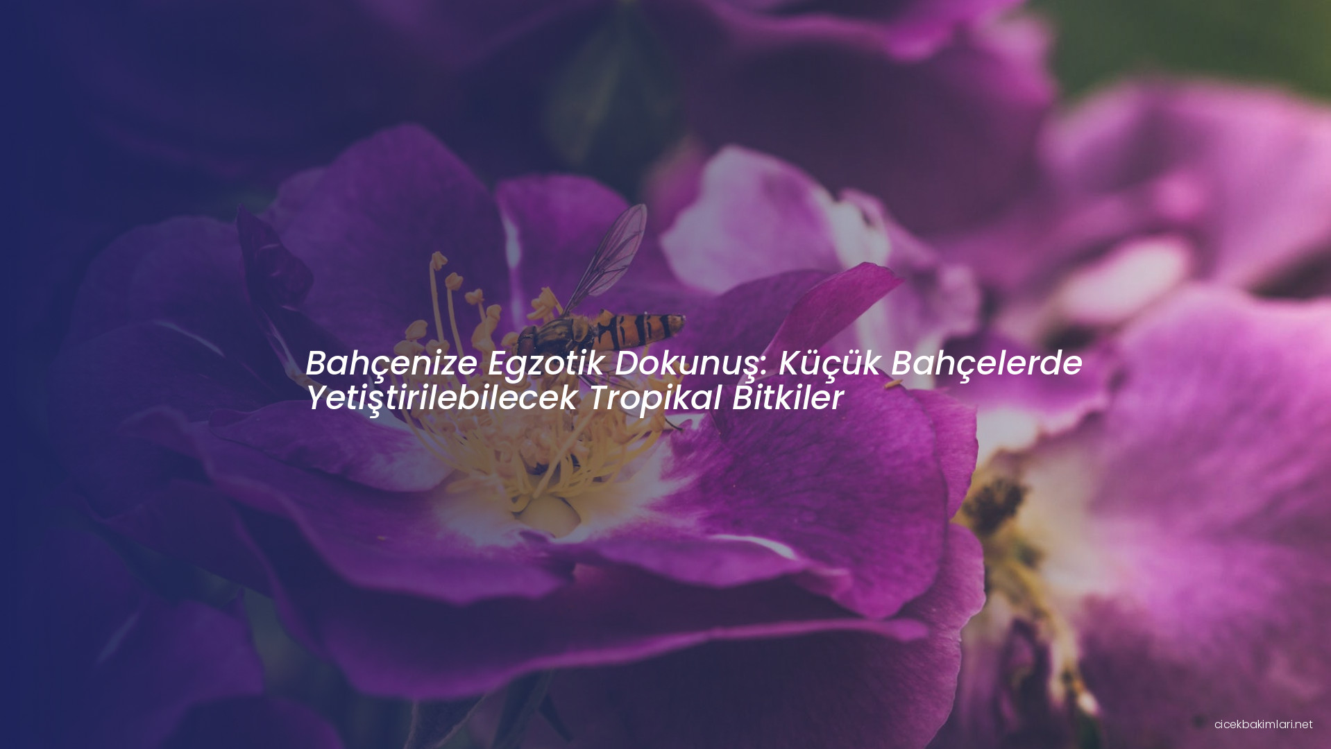 Bahçenize Egzotik Dokunuş: Küçük Bahçelerde Yetiştirilebilecek Tropikal Bitkiler