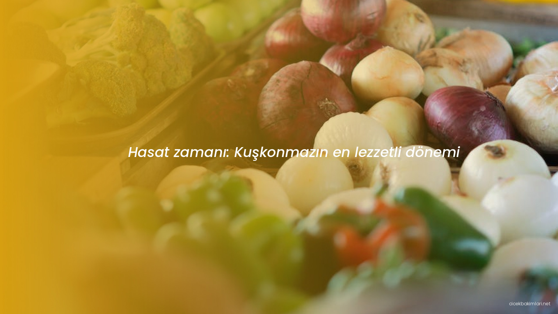 Hasat zamanı: Kuşkonmazın en lezzetli dönemi