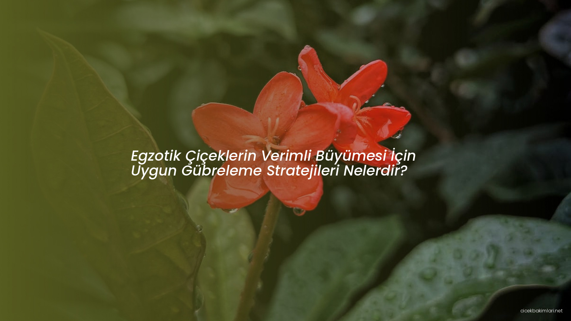Egzotik Çiçeklerin Verimli Büyümesi İçin Uygun Gübreleme Stratejileri Nelerdir?