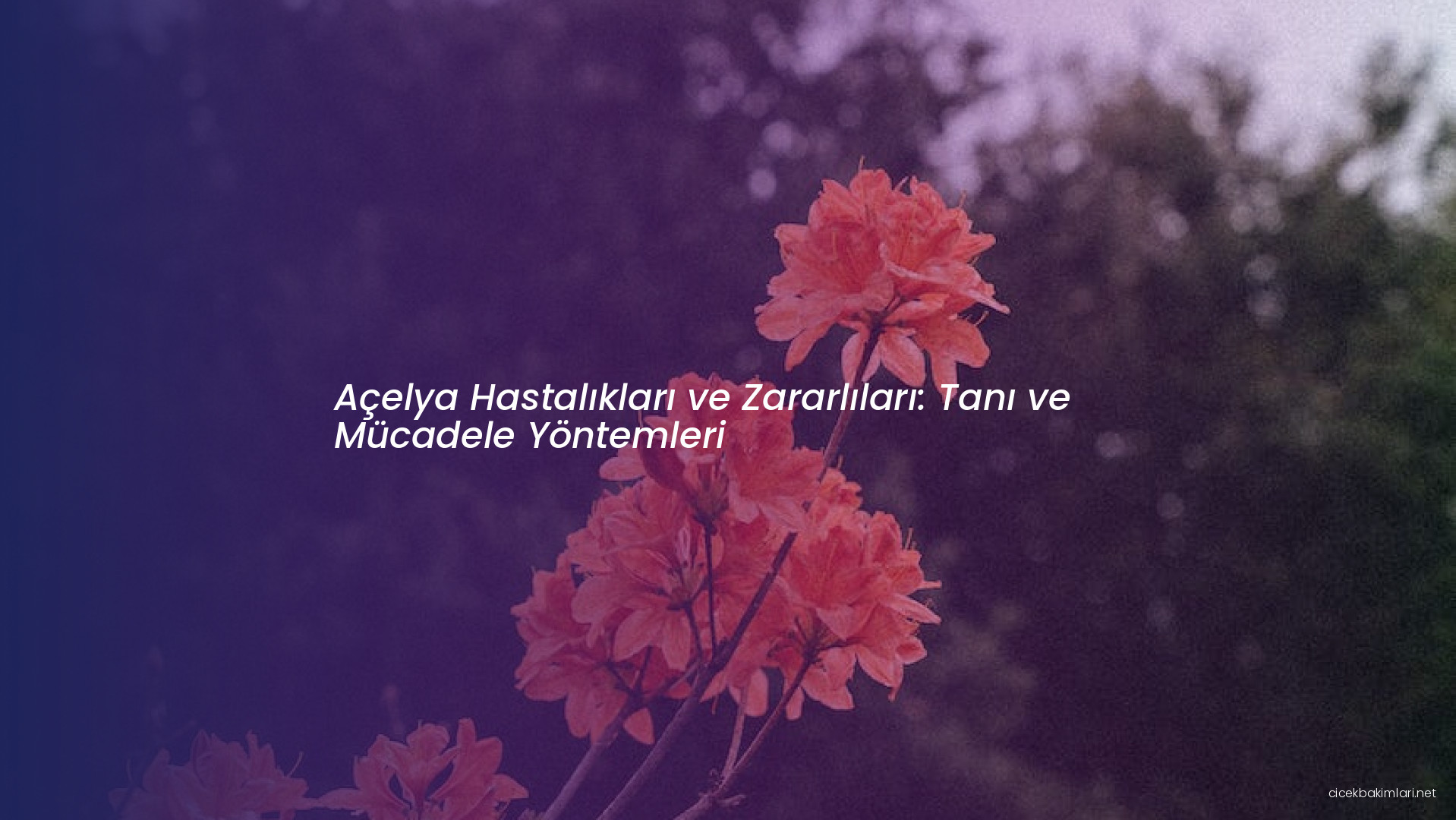 Açelya Hastalıkları ve Zararlıları: Tanı ve Mücadele Yöntemleri