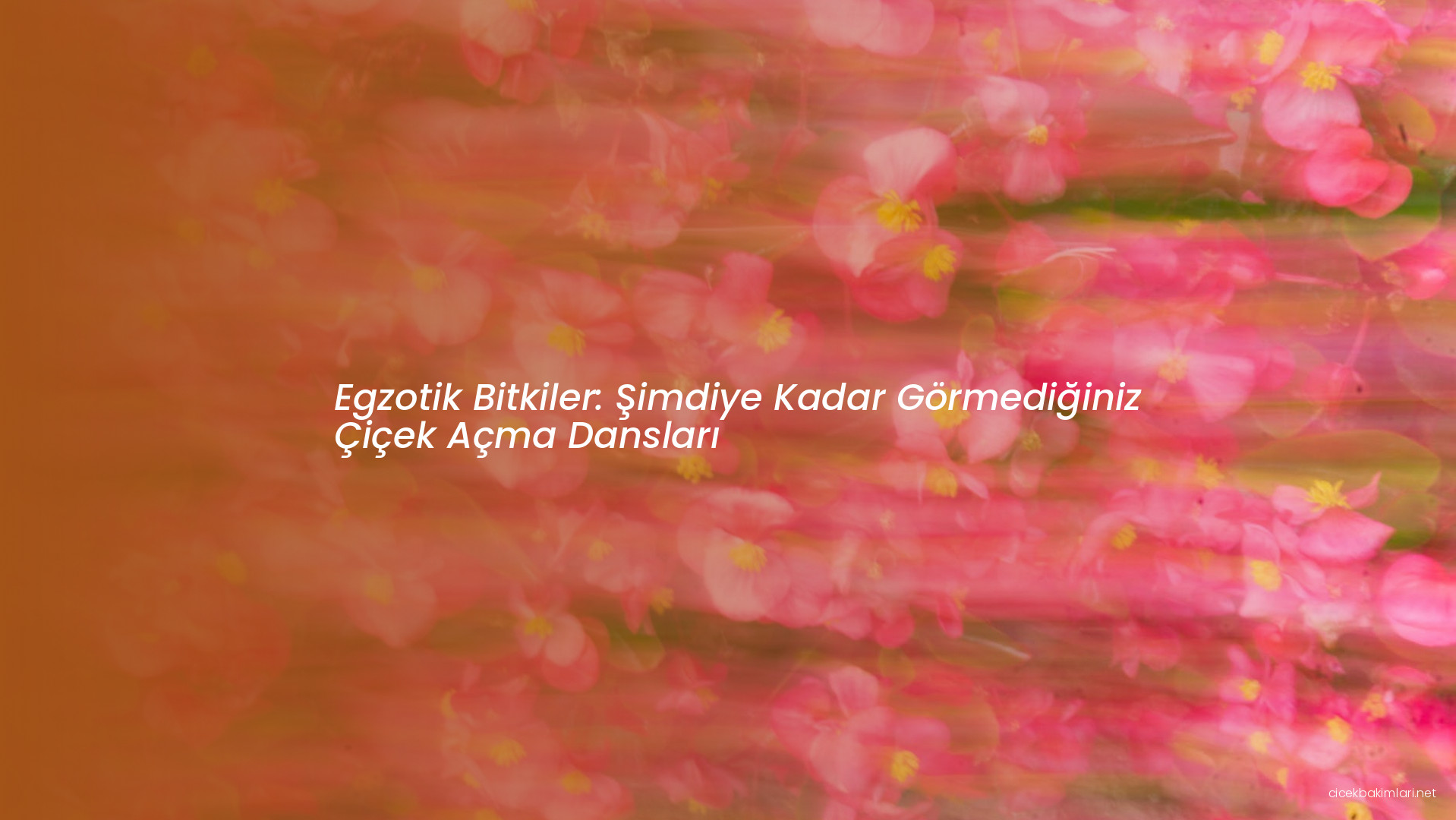 Egzotik Bitkiler: Şimdiye Kadar Görmediğiniz Çiçek Açma Dansları