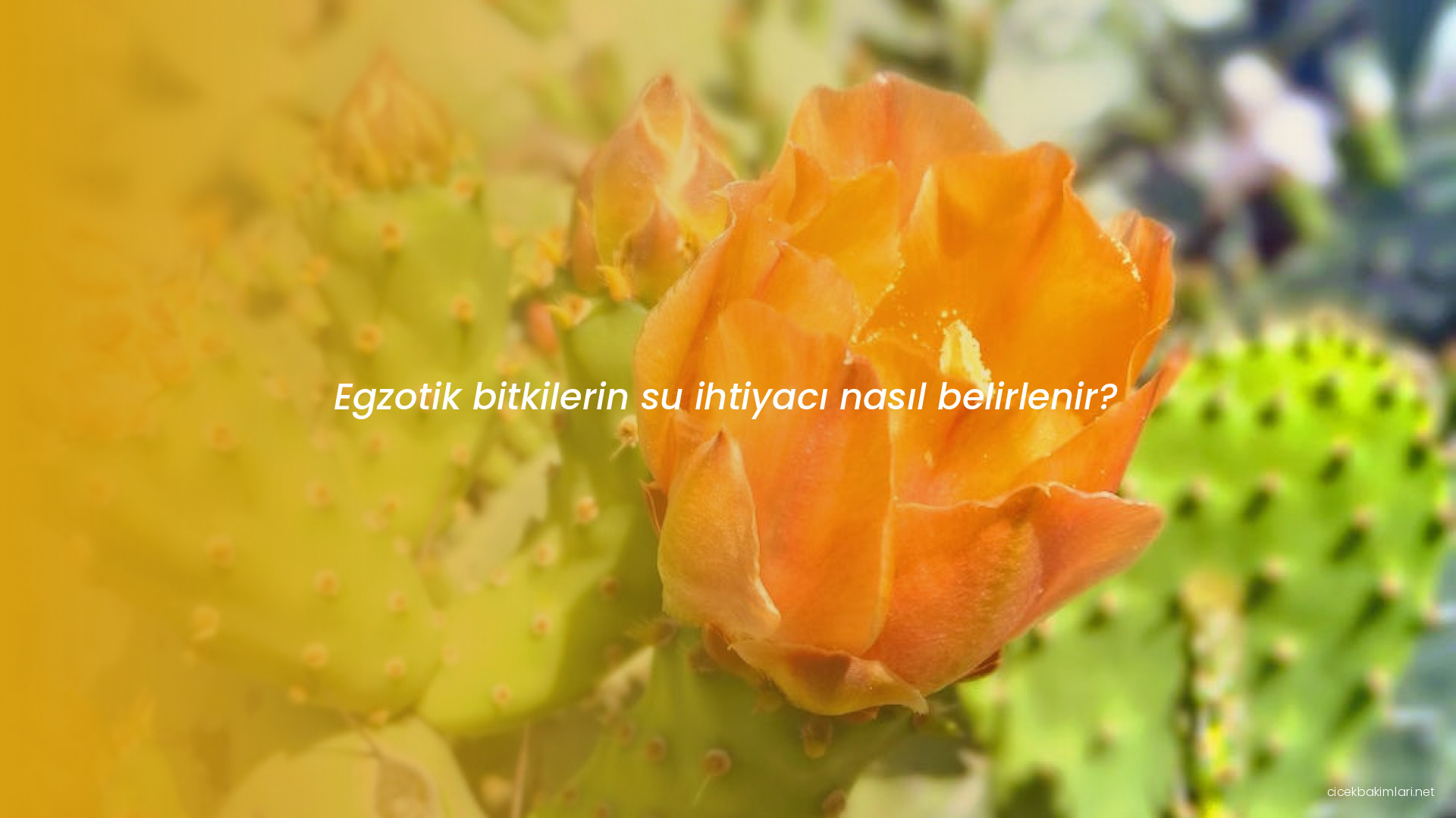 Egzotik bitkilerin su ihtiyacı nasıl belirlenir?