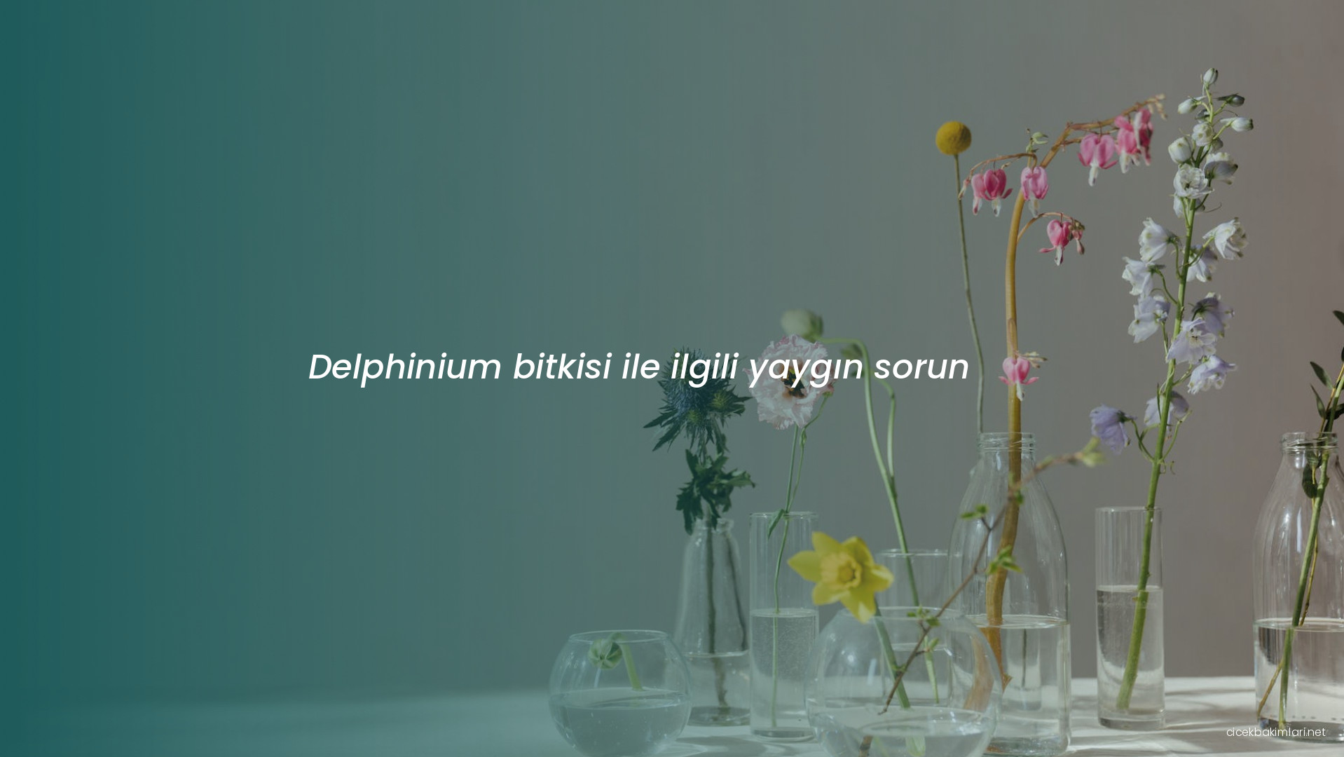 Delphinium bitkisi ile ilgili yaygın sorun