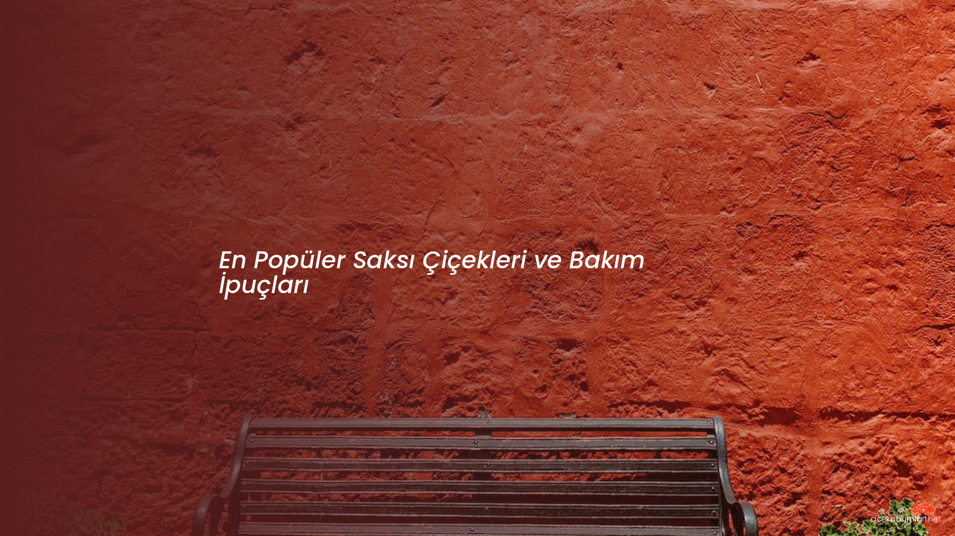 En Popüler Saksı Çiçekleri ve Bakım İpuçları