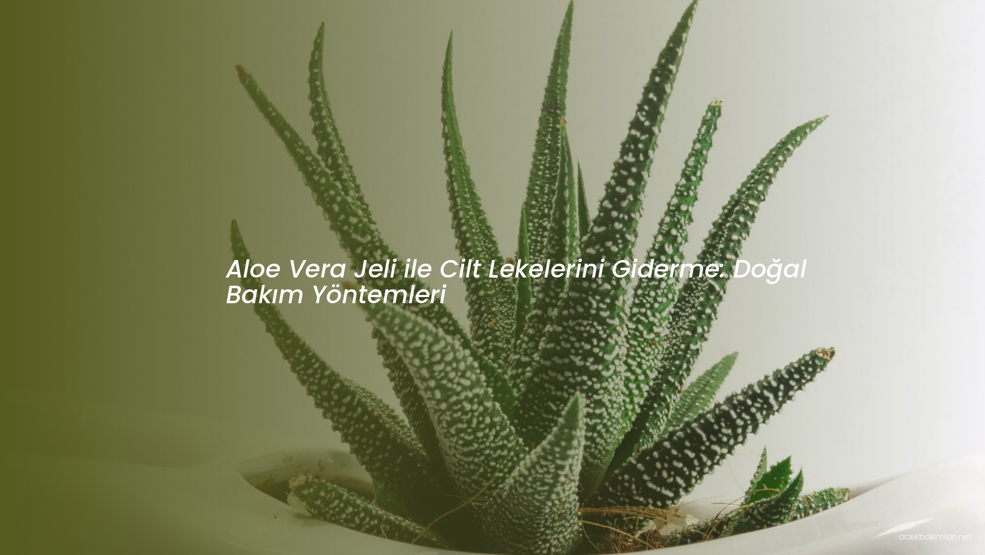 Aloe Vera Jeli ile Cilt Lekelerini Giderme: Doğal Bakım Yöntemleri