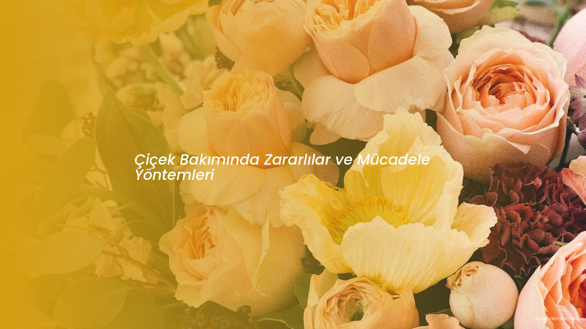 Çiçek Bakımında Zararlılar ve Mücadele Yöntemleri